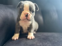 Blue French Bulldog