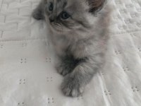 Kedi Yavrularımıza Yuva Arıyoruz British/Scottish