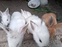 Yerli Irk Tavşanlar