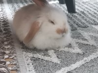 Hollanda Lop Tavşanı