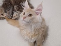 Anne Baba Şecereli Safkan Yavru Maine Coon