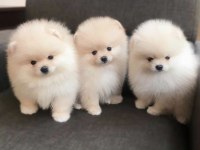 Sevimli Pomeranian Yavruları