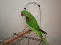 Erkek Alexander Papağanı 10 Aylık