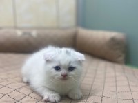 K9 avrupa çitliğinden ırk ve sağlık garantili brıtısh ve scottish yavruları