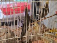 Yavru Yetişkin Sultan Papağanı