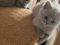 British shorthair lilac