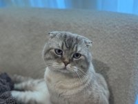 Ücretsiz Verilecek Scottish Fold