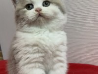 British longhair bicolor kedimiz