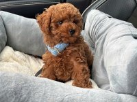 Safkan toy poodle