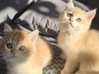 British Shorthair Golden Ny12 Yavrular