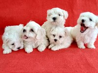 Maltese terrier yavrular ırk sağlık garantili