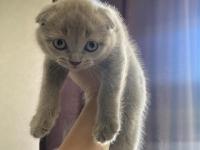 Scottish fold yavrusu