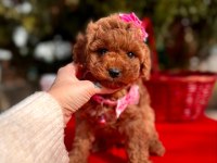 Safkan toy poodle yavrularımız