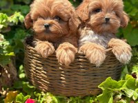 Evinizin Neşesi Maltipoo Bebekler