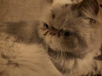 Sokağa Terk Edilmiş Evcil İran Kedisi