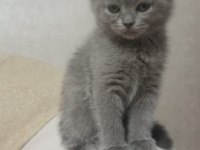 Scottish Fold 24 Nisan Doğumlu 2 Aylık Kediler