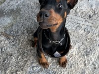 Doberman Yavrumuz Ateş