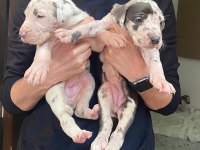 Devasa bir köpek istiyorsanız yavru danualarımız ile tanışın