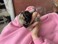 Safkan Pug Bebekleri