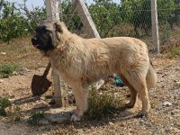 6 Aylık Orjinal Üst Düzey Erkek Yavru Köpeğimiz