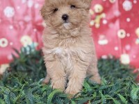 Tüy Yumağı Maltipoo