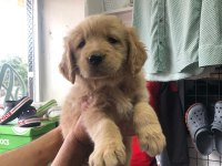 Golden Retriever Güzellikler