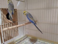 Boncuk Muhabbet Kuşu Kardeşler 25/30 Günlük