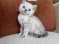 Mükemmel Kalite Silver Point British Shorthair