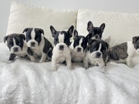 Üst Düzey Kalite Renkli Gözlü French Bulldog Yavrularım