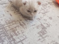 2 Aylık Oyuncu British Shorthair Bebişler