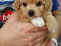 Irk Garantili Maltipoo Yavruları