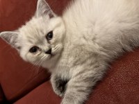 50 Günlük Bluepoint Yavru Kediler