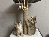 Safkan British Shorthair Ve Scottish Straight Yavrular