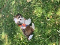 3 Aylık Shih Tzu Erkek