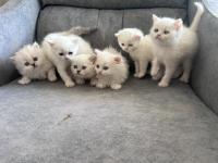 Pofuduk british yavrular