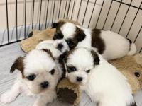 Kendi shih tzu yavrularımız