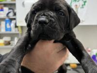 Sadece kalite cane corso köpekler