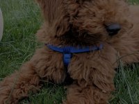 Köpeğimize Sevgi Ve İlgi Verecek Sahipler Arıyoruz