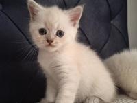 2 aylık british shorthair yavruları