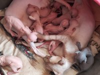 Sağlıklı sfenks yavru kediler