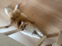 British longhair ny12 erkek 7aylık