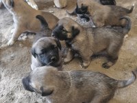 Sivas'ın has kangal yavruları