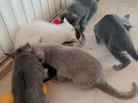 British Shorthair Kediler