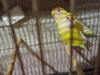 Lutino kırmızı göz sevda papağanı çifti