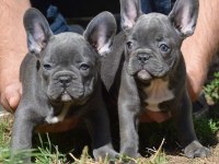 Sevimli French Bulldog Köpekler