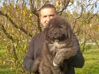 Kafkas Çoban Köpeği Yavruları