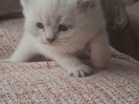 Mavi Gözlü 2 Aylık British Shorthair
