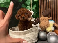 Alerji Yapmayan Tuvalet Eğitimli Toy Poodle