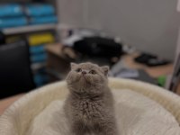 Safkan British Shorthair Yavrular