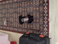 Tüysüz Çin Köpeği Chinese Crested